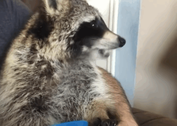 C0611004_man saved trapped raccoon then happened…….. #resc…_part2