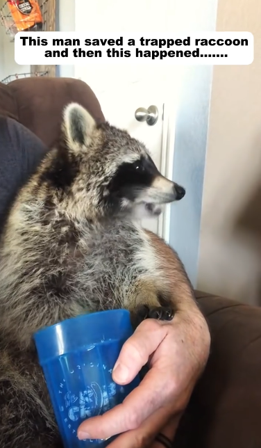 C0611004_man saved trapped raccoon then happened…….. #resc…_part2