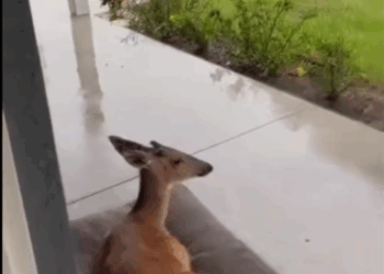 C2411016_Rescuing adopting deer fell high place then…_part2