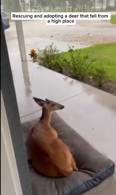 C2411016_Rescuing adopting deer fell high place then…_part2