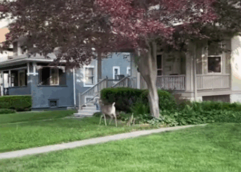 C2411017_Baby Deer Rescued Wolf Attack Heartwarming Reunion Its Mo…_part2