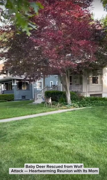 C2411017_Baby Deer Rescued Wolf Attack Heartwarming Reunion Its Mo…_part2