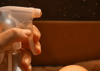 C2411018_Rescue adopt an African ostrich chick #rescue #save #adoption #r…_part2