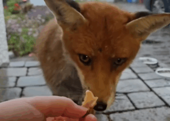 C2411019_Rescue adopt poor fox #rescueanimals #saveanimals #adoption#fo…_part2