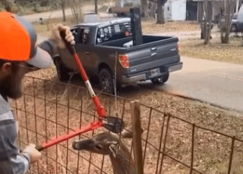 C2411020_Rescue adopt baby deer #rescue#save#adoption#deer #deersoftikt…_part2