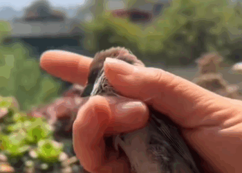 C2411021_Rescue adopt sparrow RescueStory #rescuesbierd #rescueanimals…_part2