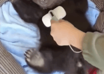 C2411022_Rescue adopt an orphaned teddy bear. #BabyBearRescue #BearAdoptio…_part2