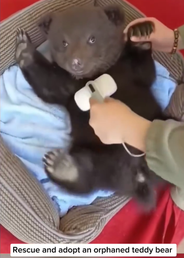 C2411022_Rescue adopt an orphaned teddy bear. #BabyBearRescue #BearAdoptio…_part2