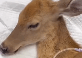 C2411023_Rescuing baby deer danger adopting it #AnimalRescue #rescu…_part2