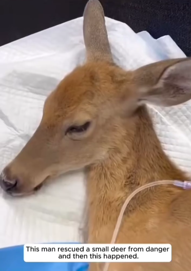 C2411023_Rescuing baby deer danger adopting it #AnimalRescue #rescu…_part2