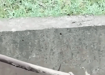 C2411024_Drowning to Belonging Our Puppy Rescue Story! PuppyRescue #res…_part2