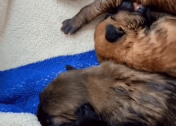 C2411025_Tiny Puppies Trapped in Flood Watch Their Incredible Rescue end T…_part2