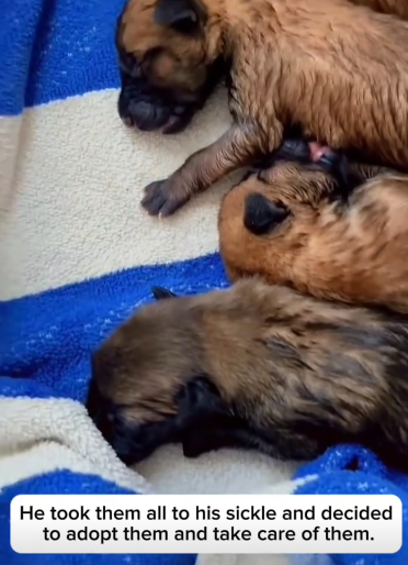 C2411025_Tiny Puppies Trapped in Flood Watch Their Incredible Rescue end T…_part2