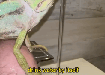 C0611005_Rescue chameleon #fypシ #animal #rescue #wildliferescue_part2