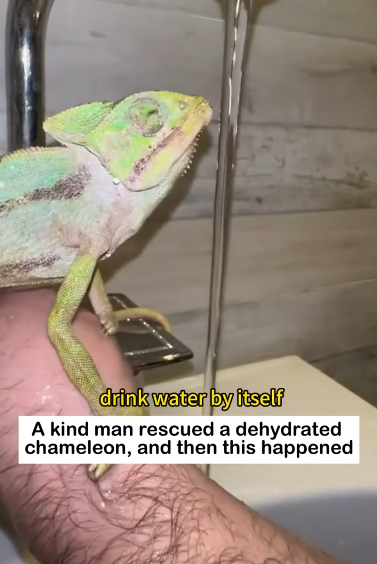 C0611005_Rescue chameleon #fypシ #animal #rescue #wildliferescue_part2