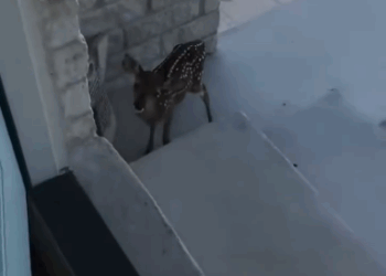 C2411026_Rescuing baby deer net adopting it #RescueMission #Ba…_part2