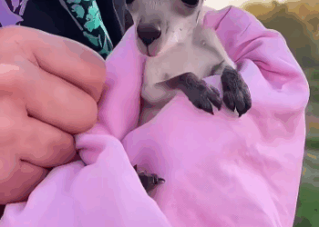 C2411027_Rescue adoption of baby kangaroo after death of its mother_part2