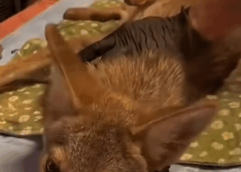 C2411028_couple rescued coyote had fallen into hunter trap, an…_part2