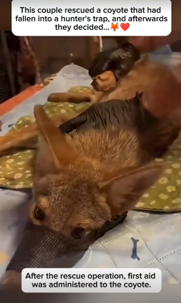 C2411028_couple rescued coyote had fallen into hunter trap, an…_part2