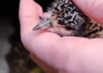 C2411030_Tiny Plover Chick Fell Into Sewer What Happened Next Will Melt Yo…_part2