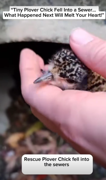 C2411030_Tiny Plover Chick Fell Into Sewer What Happened Next Will Melt Yo…_part2