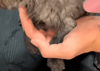 C2611001_accidentally found baby fox,it probably lost its mother #rescue_part2