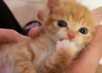 C2611002_rescued an abandoned kitten in pit then #rescue #animals #fyp…_part2