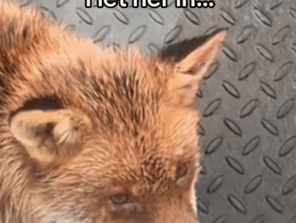 C2611003_Freezing fox asks to come in my house then #rescue #animals #fyp_part2