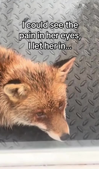 C2611003_Freezing fox asks to come in my house then #rescue #animals #fyp_part2