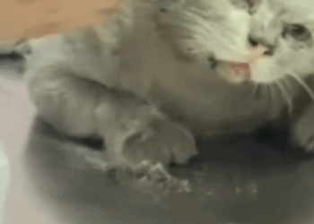 C2611004_saw little kitten at entrance of restaurant during meatime_part2