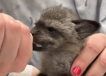 C2611005_fox came into my yard then #rescue #animals #fyp #fox_part2