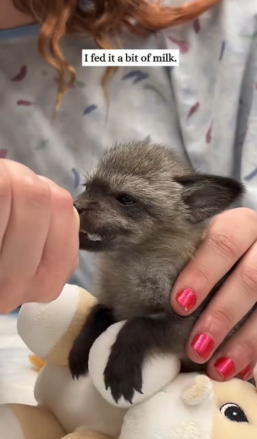 C2611005_fox came into my yard then #rescue #animals #fyp #fox_part2