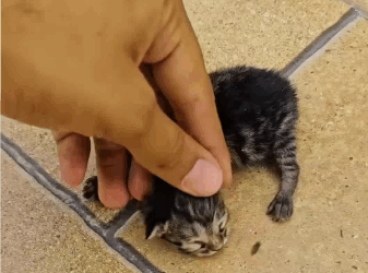 C0611006_#rescue #animals #cat #kitten #rescueanimals #rescuecat #fyp_part2