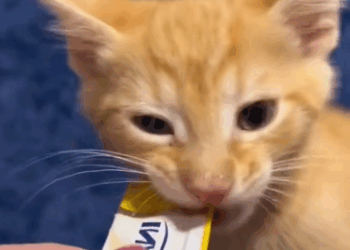 C0311001_Rescue poor kitten. #rescue #rescueanimals #kitten #animals #fyp_part2