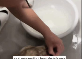 C2611007_saw little puppy staying beside deceased one then #rescue_part2