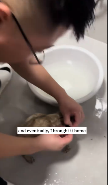 C2611007_saw little puppy staying beside deceased one then #rescue_part2