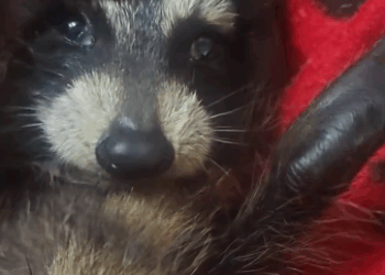 C2611008_OMG,a baby raccoon broke into my house then #rescue #animals #fyp…_part2
