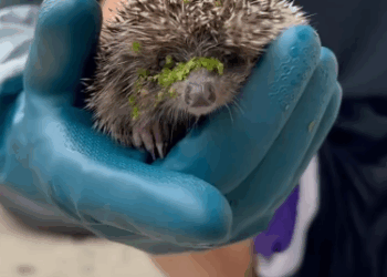 C2611009_rescued poor hedgehog #rescue #animals #fyp #hedgehog_part2