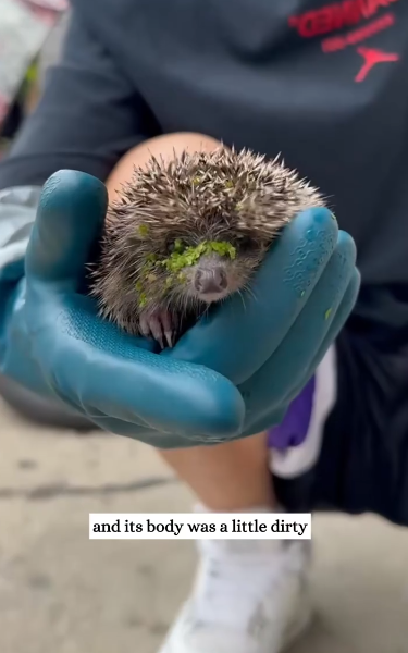 C2611009_rescued poor hedgehog #rescue #animals #fyp #hedgehog_part2