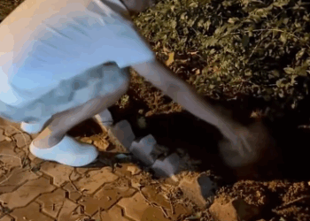 C2611010_found kitten lying in middle of road then #rescue #an…_part2