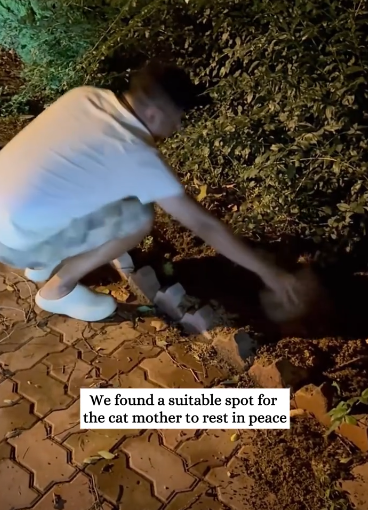 C2611010_found kitten lying in middle of road then #rescue #an…_part2