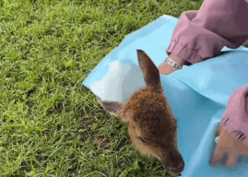 C2611011_OMG encountered sika deer giving birth!#rescue #animals #fyp #d…_part2