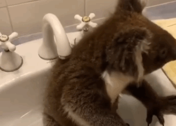 C2611012_man rescued baby koala on road then #rescue #animals #fyp…_part2