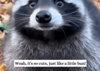 C2611013_saw little raccoon in trash can then #rescue #animals #fy…_part2