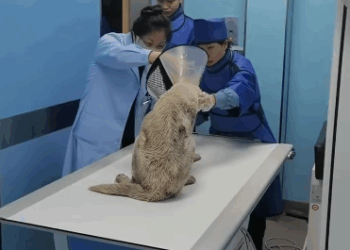 C2611014_saw an abandoned puppy on road then #rescue #animals #fyp_part2