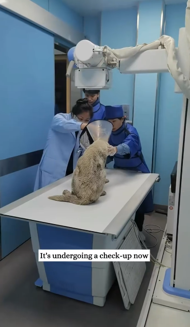 C2611014_saw an abandoned puppy on road then #rescue #animals #fyp_part2