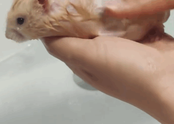 C2611015_found little hamster on road then #rescue #animals #fyp_part2