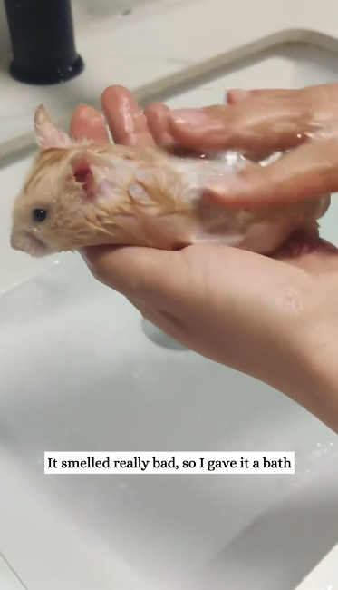 C2611015_found little hamster on road then #rescue #animals #fyp_part2