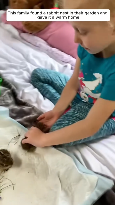 C0611007_family found rabbit nest in their garden gave it warm home_part2