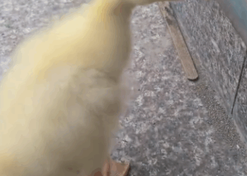 C2611016_saw little duckling lying on steps then #rescue #animals_part2